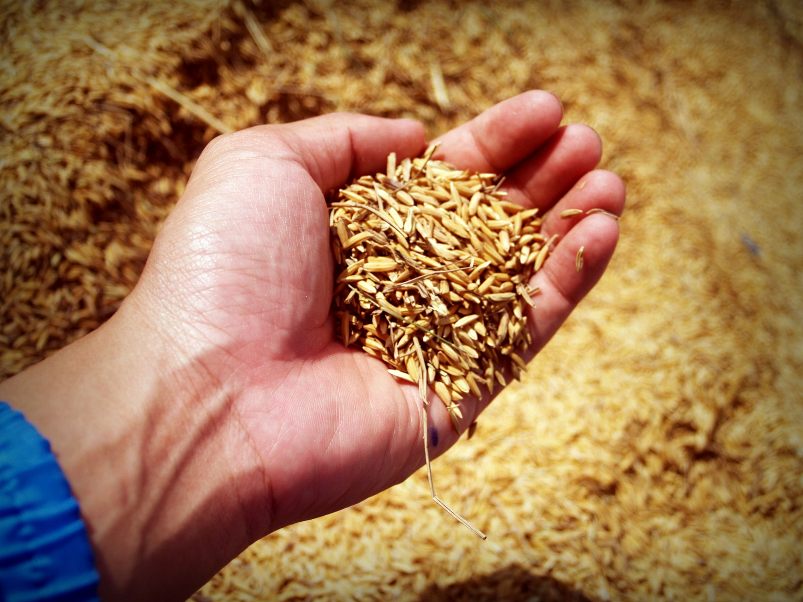 Jasmine Rice Seed Farmer Hand