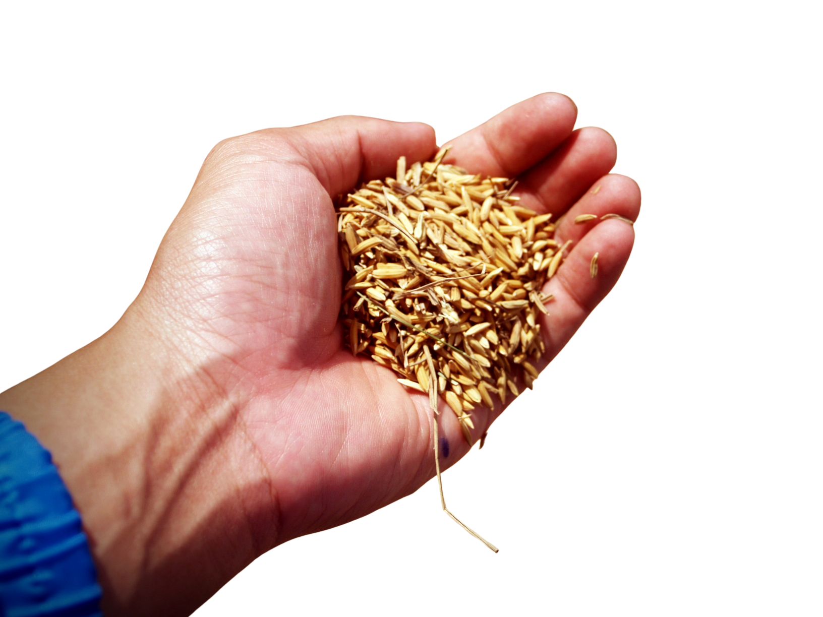 Jasmine Rice Seed Farmer Hand