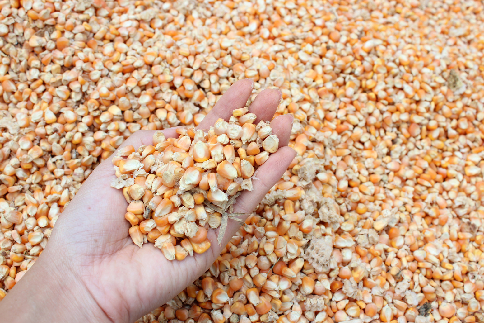 Corn seeds in hand